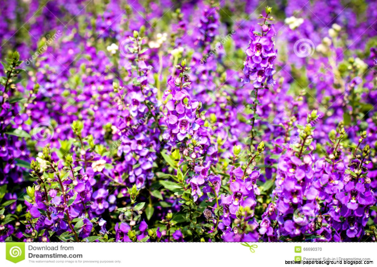 Purple Flowers In The Fieldsummer Or Spring Background Stock Purple Flowers In The Fieldsummer Or Spring Background Stock