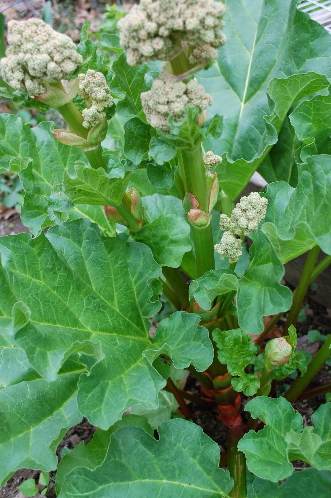 Sprouts Flowering "Victoria" Rhubarb Plant