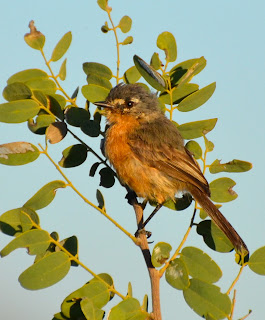 Gray-Backed Tachuri, Polystictus superciliaris