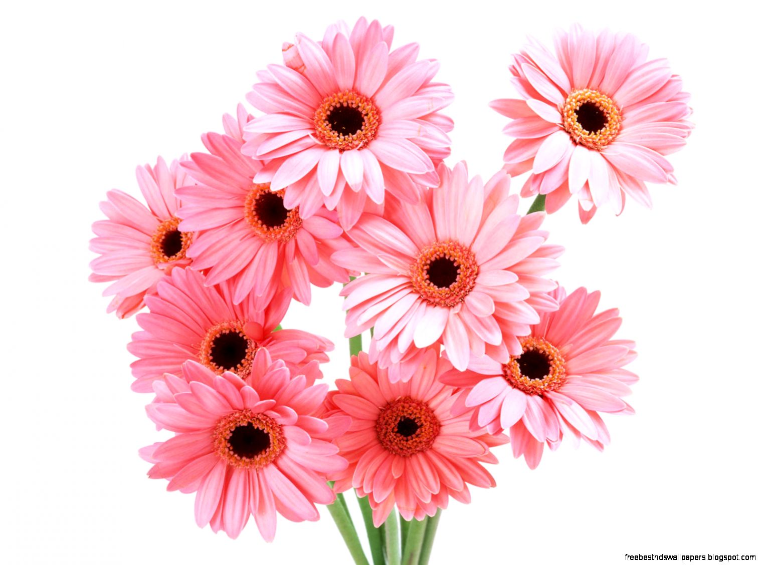 Pink Gerbera Daisy Flower Pink Gerbera Daisy Flower