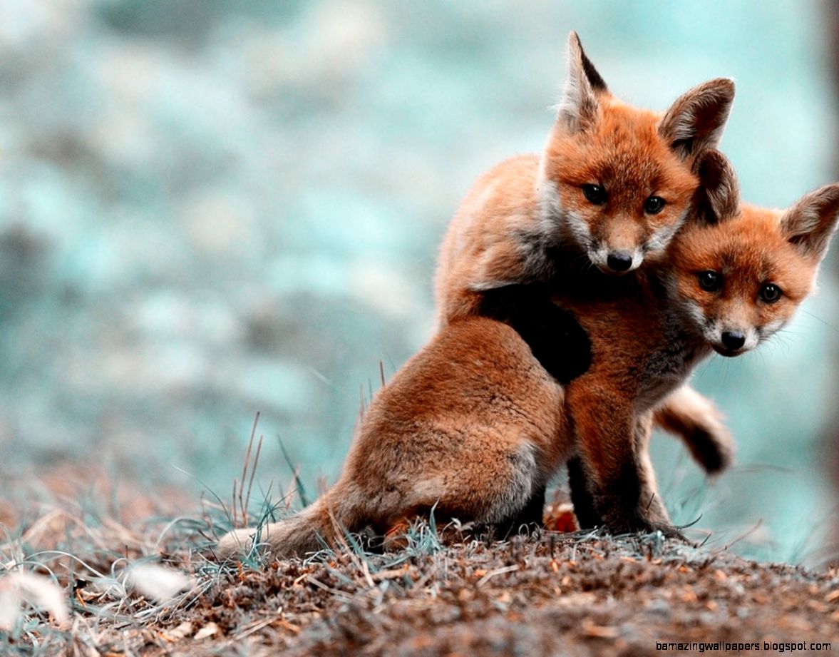 Cute Animals Image Fox Puppies Loving Each Other Both Looking Cute Animals Image Fox Puppies Loving Each Other Both Looking
