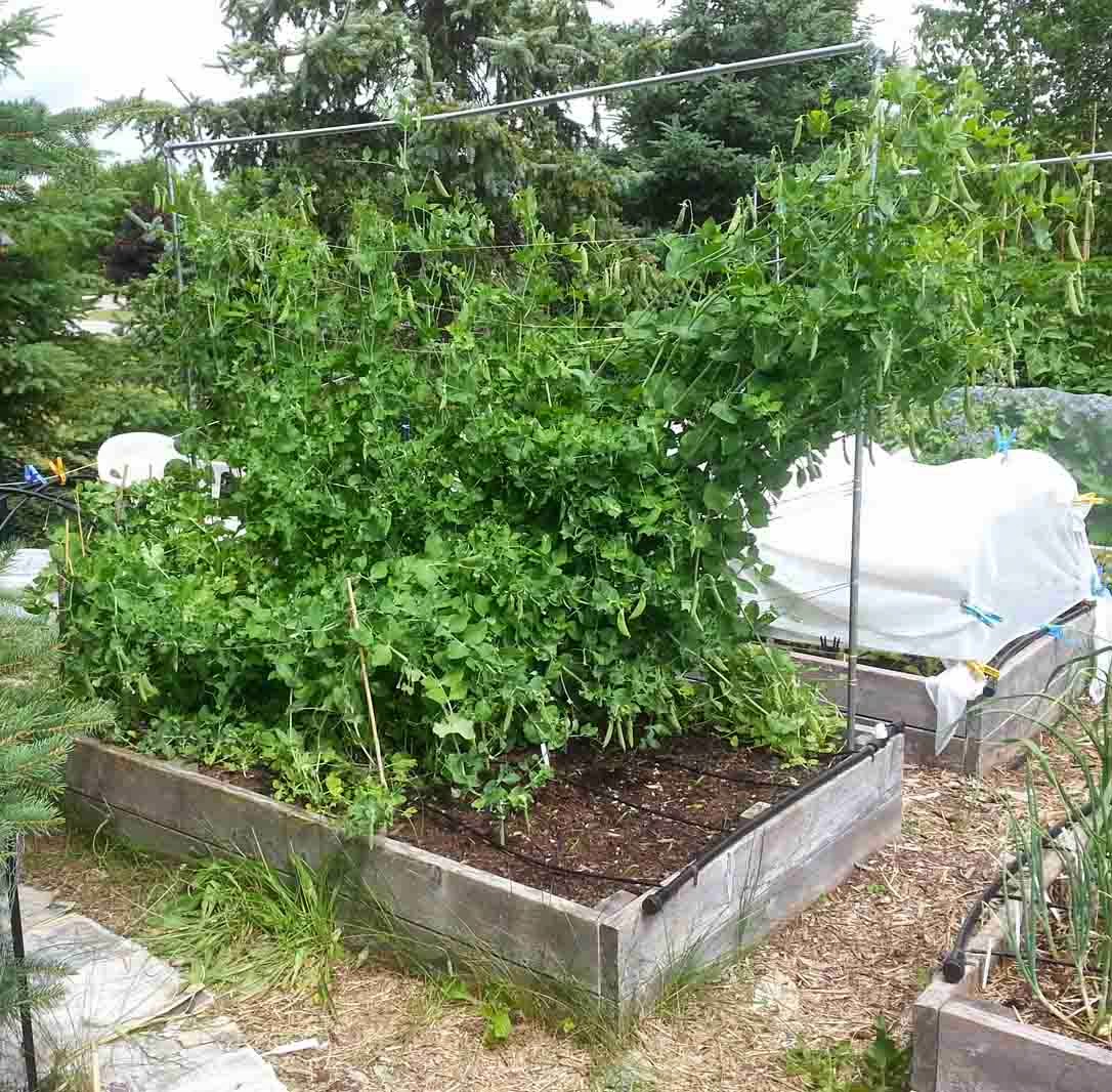 The Gardening Me The Leaning Tower of Peas