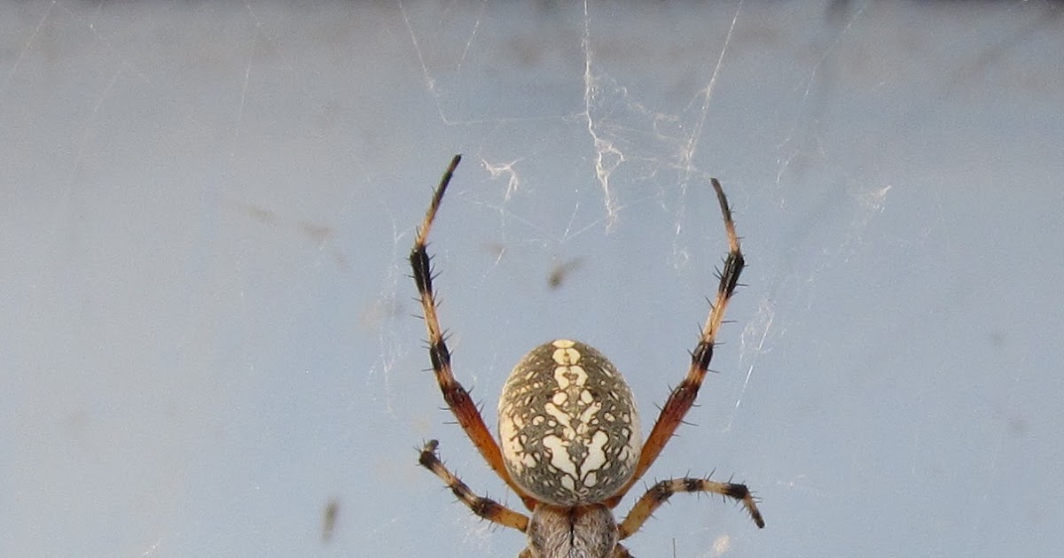 Bug Eric Spider Sunday Western Spotted Orbweaver