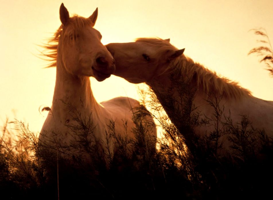 Horse Background wallpaper 1024x768 3725 Horse Background wallpaper 1024x768 3725