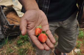 Strawberry From Mahaballeshwar
