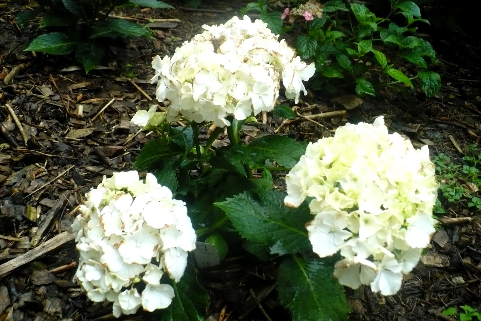Hydrangea Roll Out Sun Valley