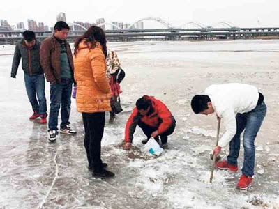 Penduduk tidak melepaskan peluang mengutip ratusan ikan beku dalam sungai ais.