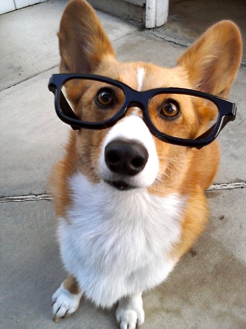 20 Cute dogs with glasses Amazing Creatures