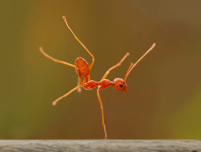 火蟻單腳站立30秒