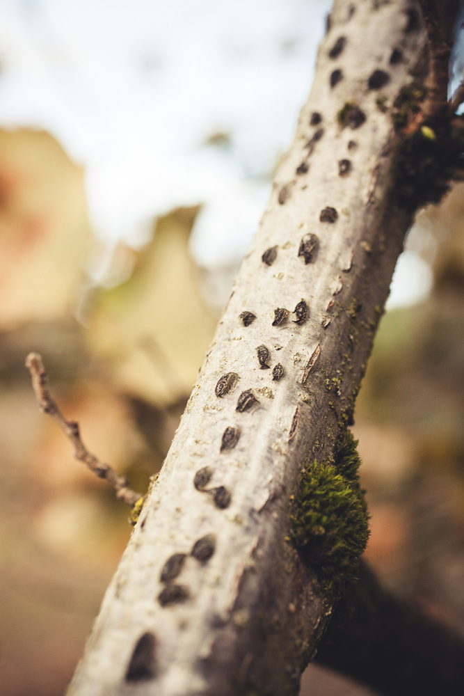 Temperate Climate Permaculture Eastern Filbert Blight. What is it and