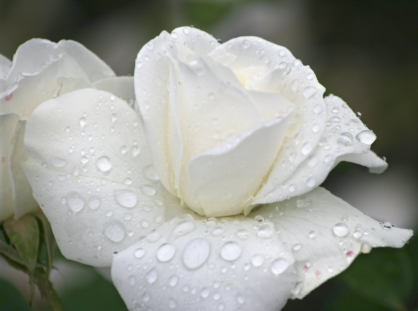 New White Rose Flowers Wallpapers - Entertainment Only