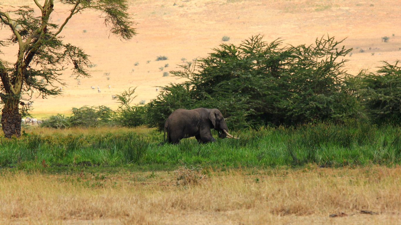 Savanna kenya Stock Video Footage - 4K and HD Video Clips