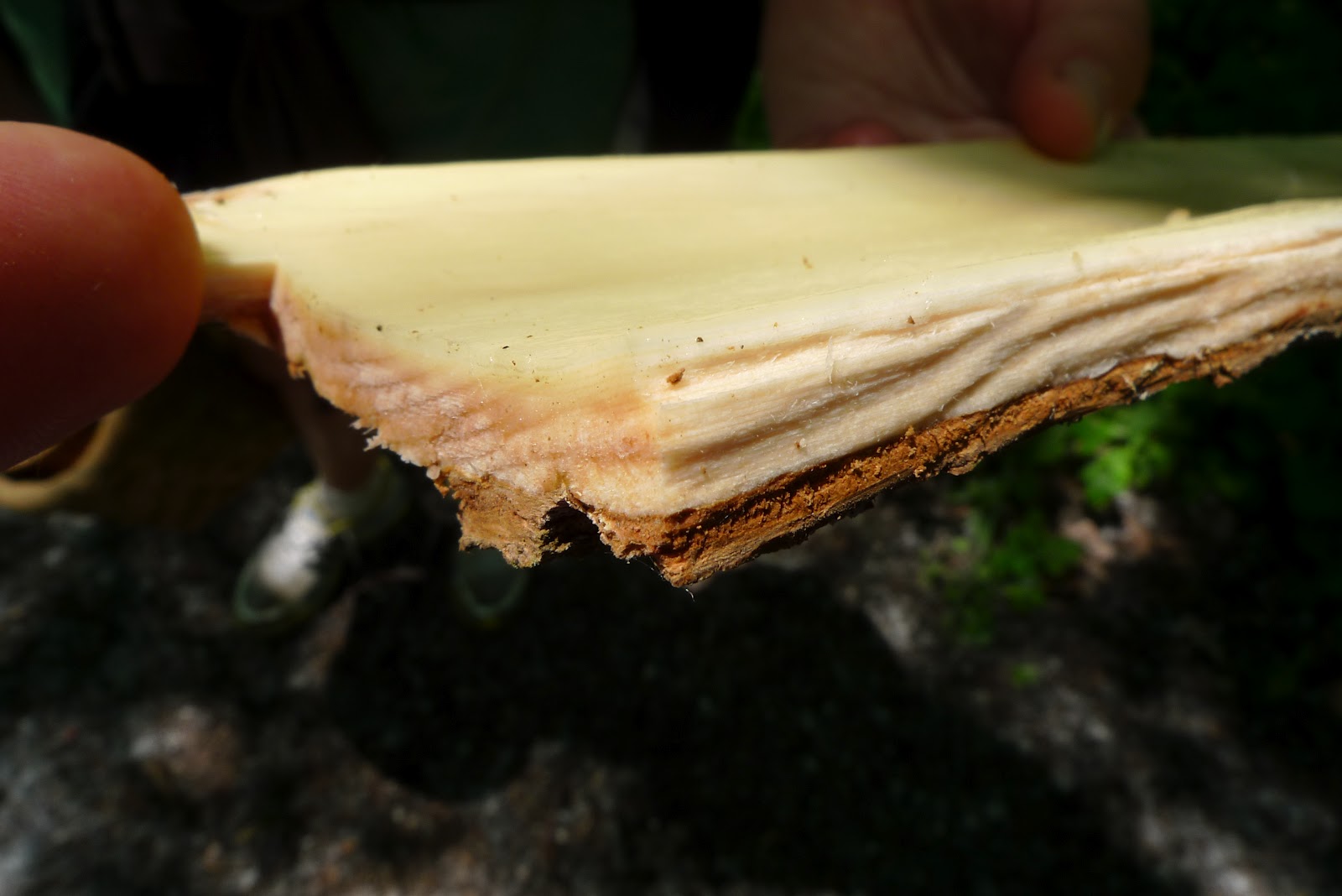 Wild Harvests CottonCamby (Cottonwood Cambium)