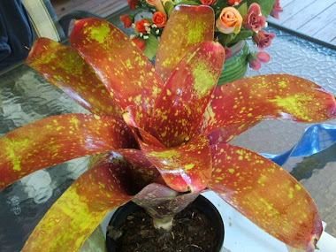 NEOREGELIA