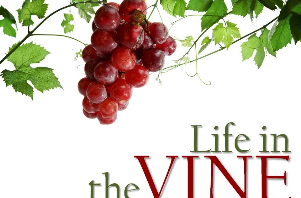 The Vine and the Branches Thursdays dose May 10th 2012