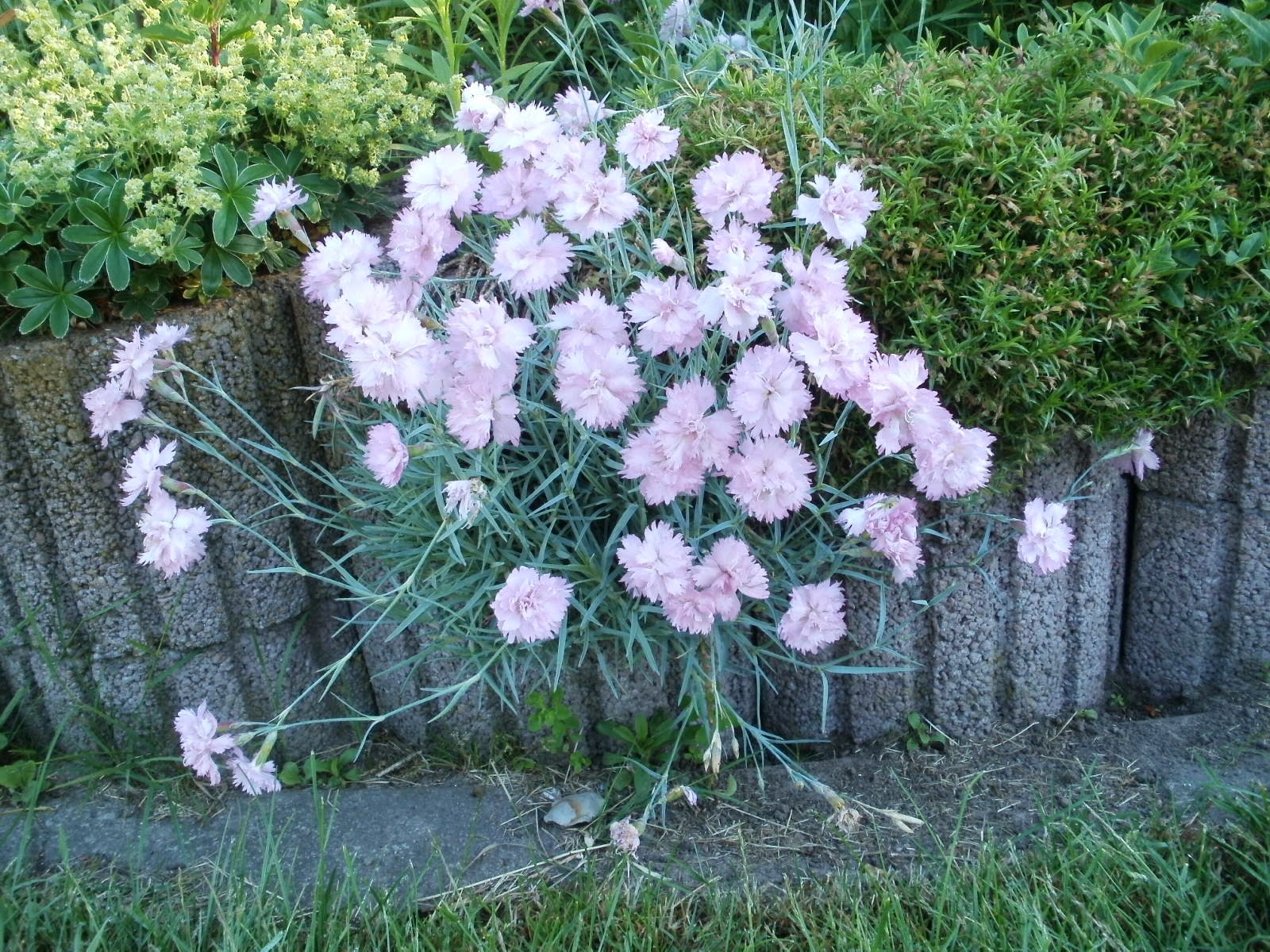 Britte At Home Federnelken Nostalgie Im Garten
