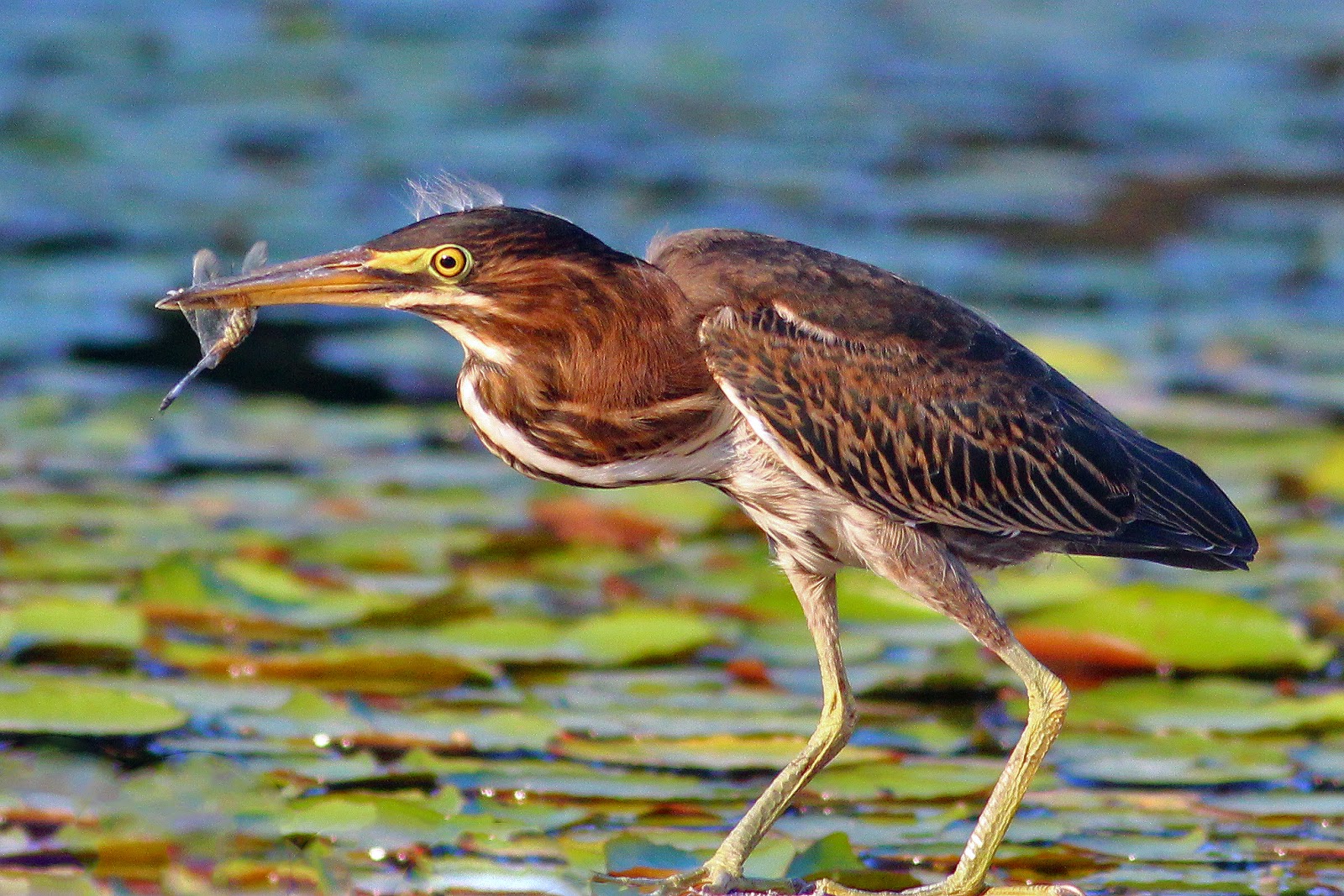 Green Heron Making Itself At Home Along >> Dallas Trinity Trails Green Herons Hunting The Trinity Riverbottoms Green Heron Making Itself At Home Along >> Dallas Trinity Trails Green Herons Hunting The Trinity Riverbottoms