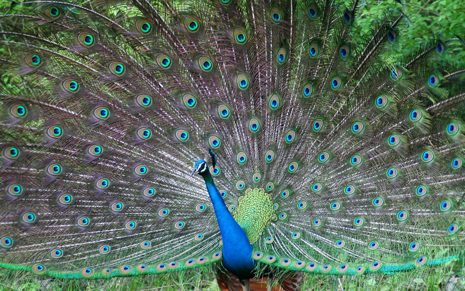 Top 28 Most Beautiful And Sweet Peacock Wallpapers In HD | HDHuT