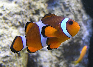 Clownfish / ikan anemon / ikan badut / ikan nemo