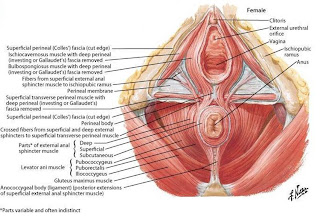 look inside a vagina