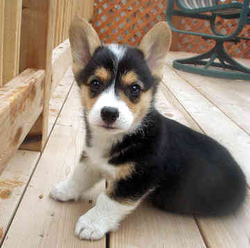 Corgi Puppies on Corgi Puppy Pictures   Puppy Pictures And Information