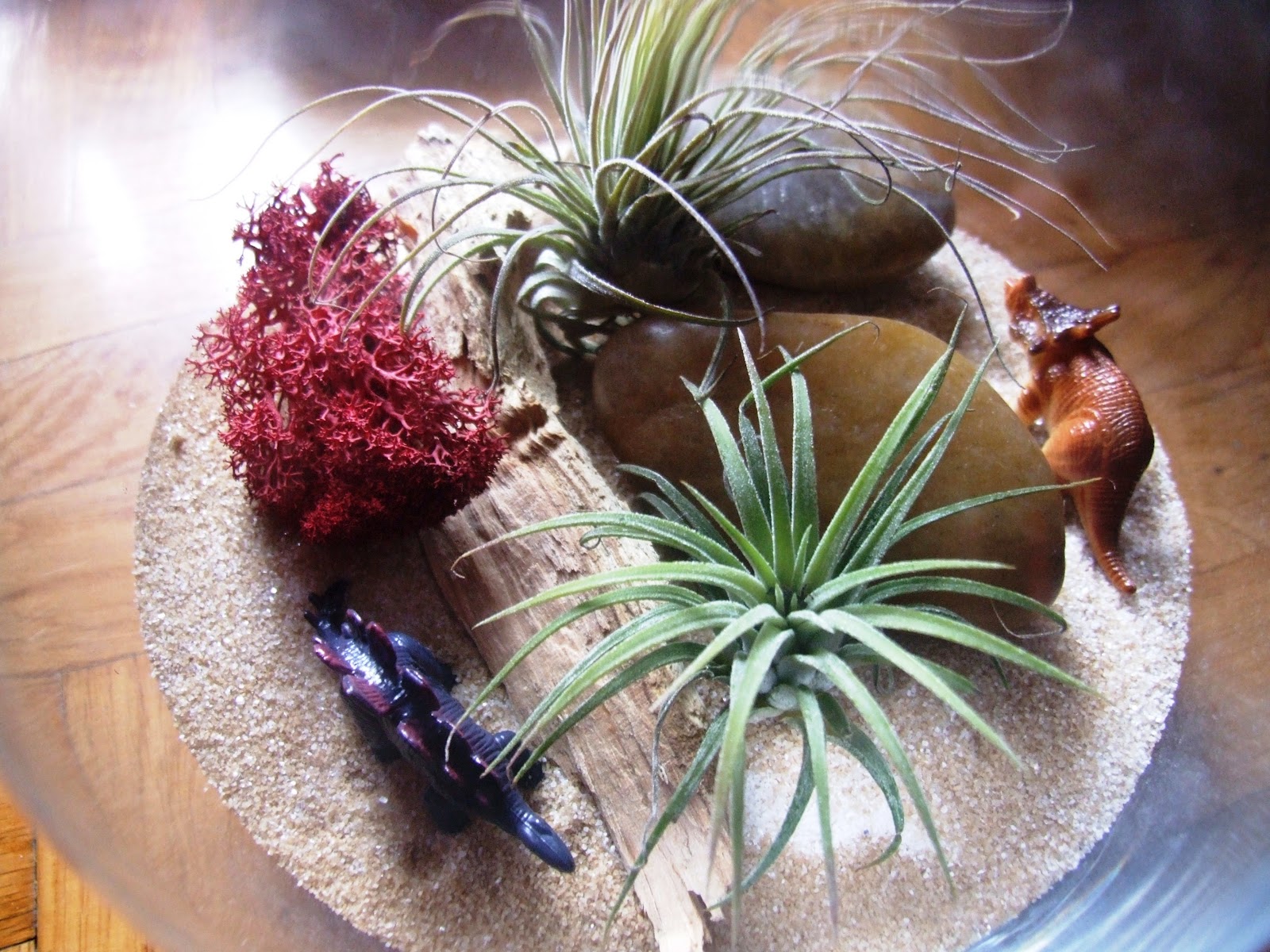 succulove tillandsia terrarium