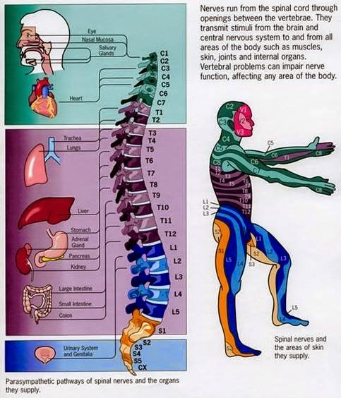 parts of spine parts of spine