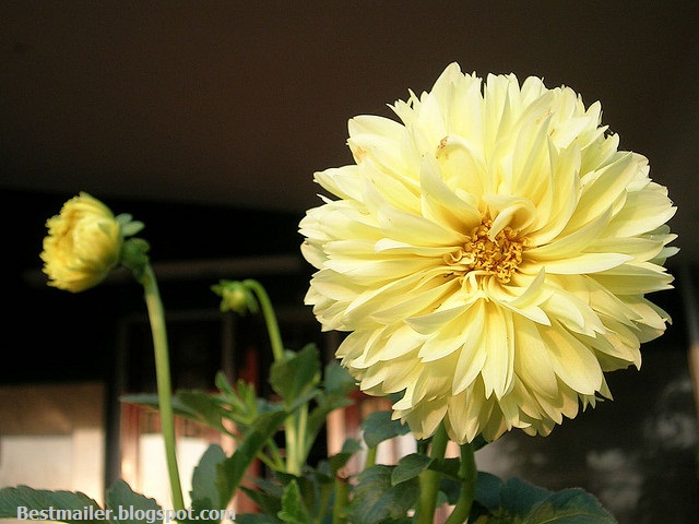 Beautiful Flowers of Kerala.13