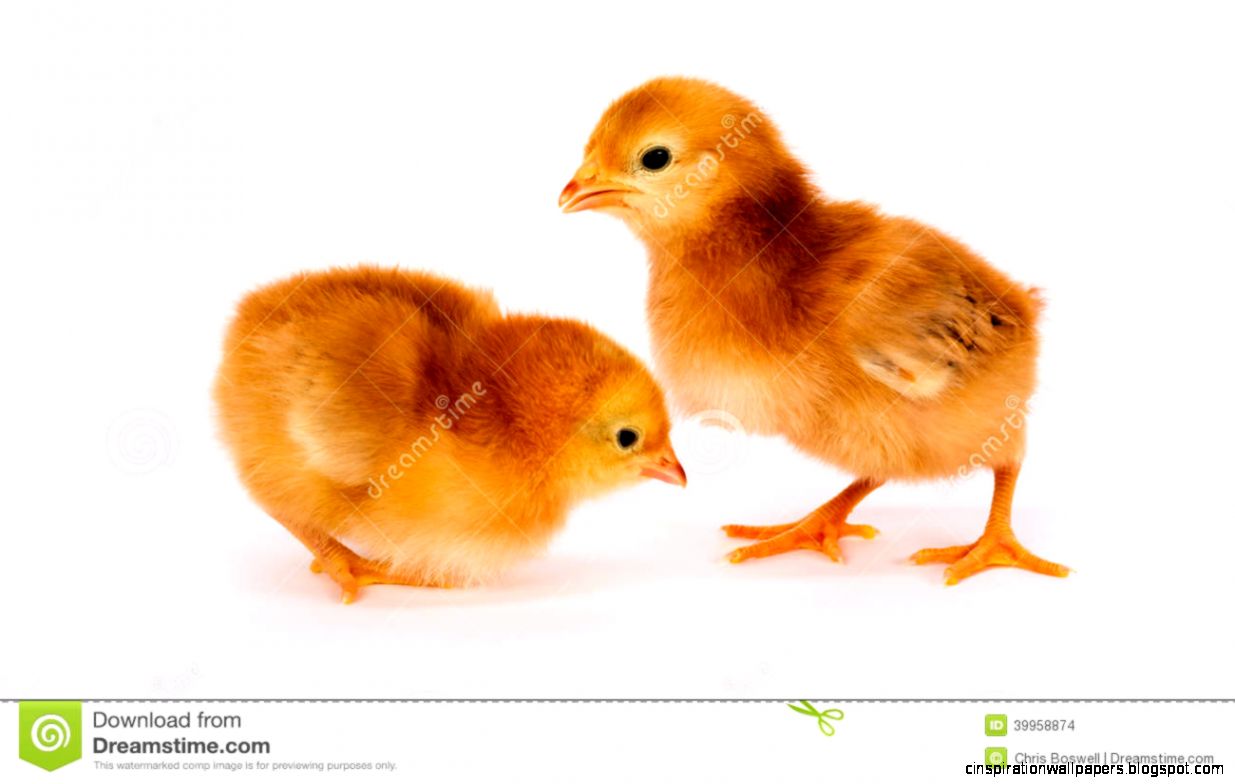 Baby Chick Newborn Farm Chicken Standing White Rhode Island Red Baby Chick Newborn Farm Chicken Standing White Rhode Island Red