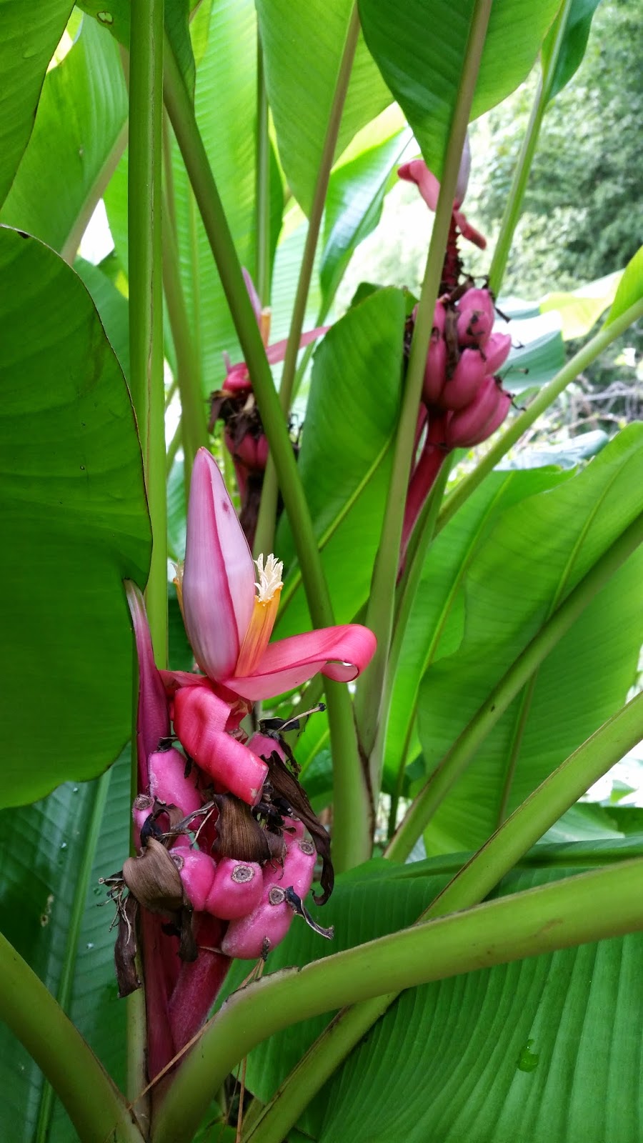 gardensduke Species Spotlight Pink Banana