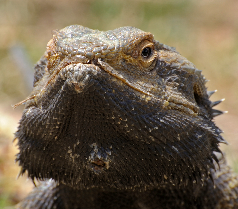 bearded-dragon-vet.jpg