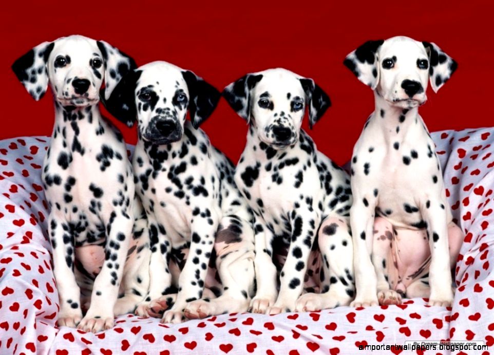 Dogs 101 Dalmatians Cute White Dogs Inspiration Wallpapers Dogs 101 Dalmatians Cute White Dogs Inspiration Wallpapers