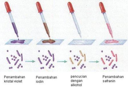 GudangBaca: Pewarnaan gram