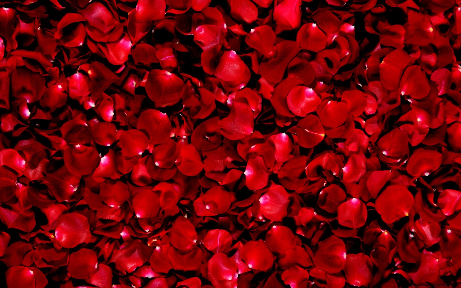 Red Rose Petals Red Rose Petals