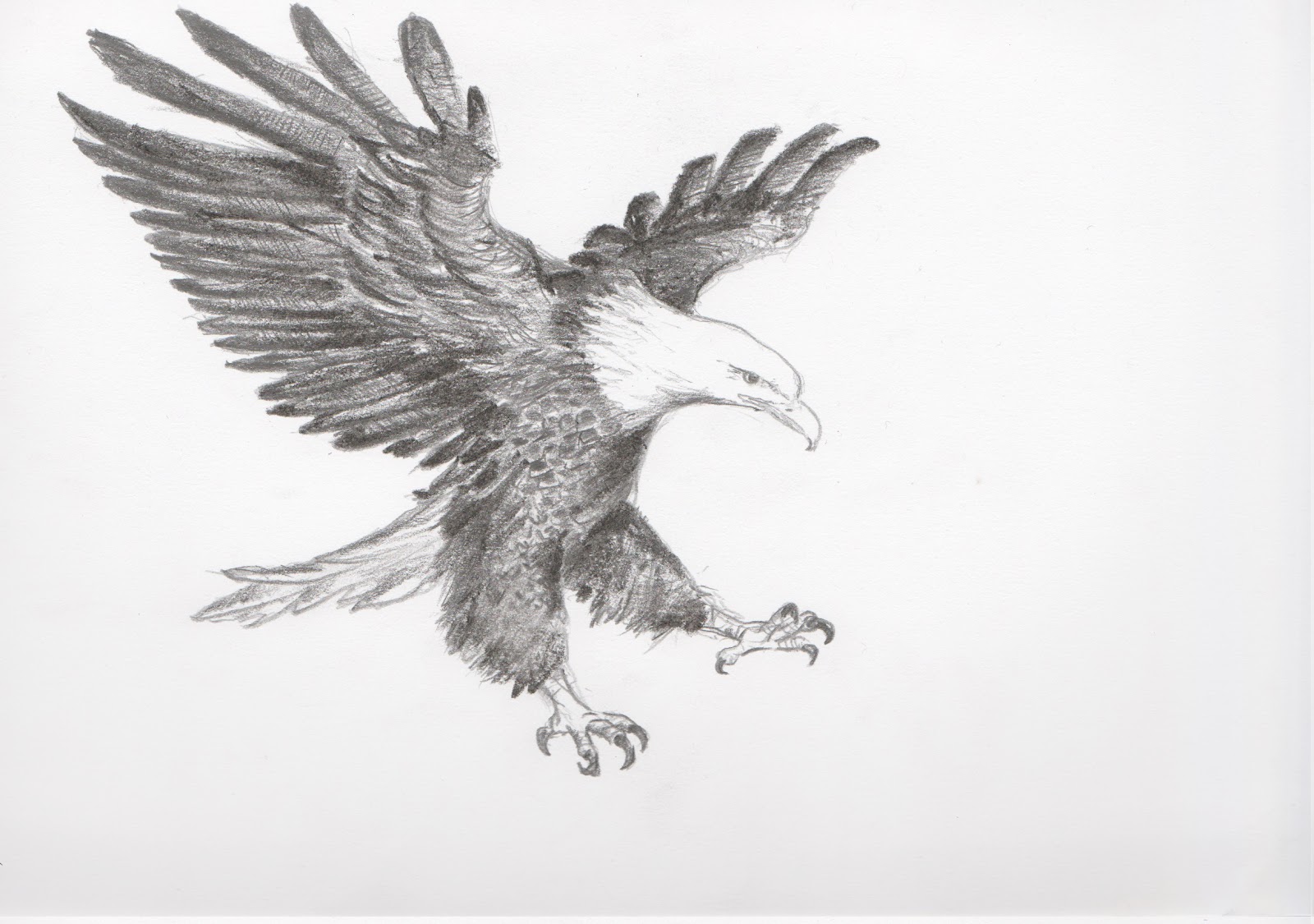 Unique Sketch Eagle Drawing 