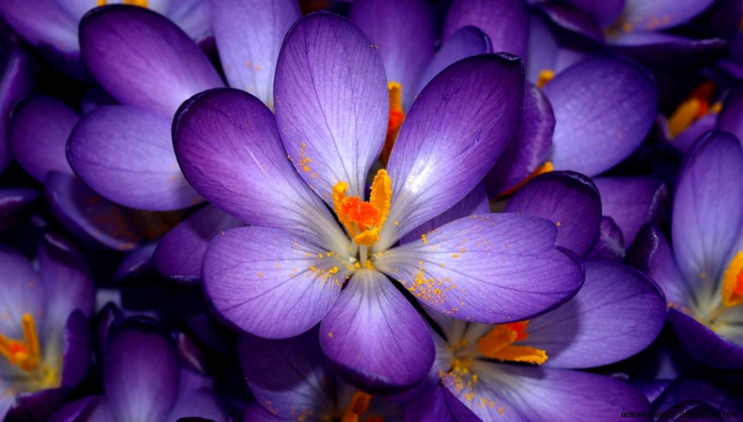Pretty Purple Flowers 7035598 Pretty Purple Flowers 7035598