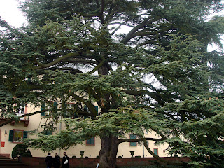 Zeder - ein majestätischer Baum