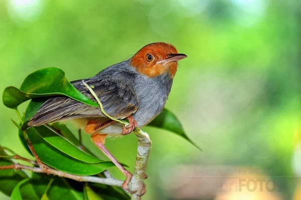 Harga Burung Prenjak Terkini Ocehan Burung