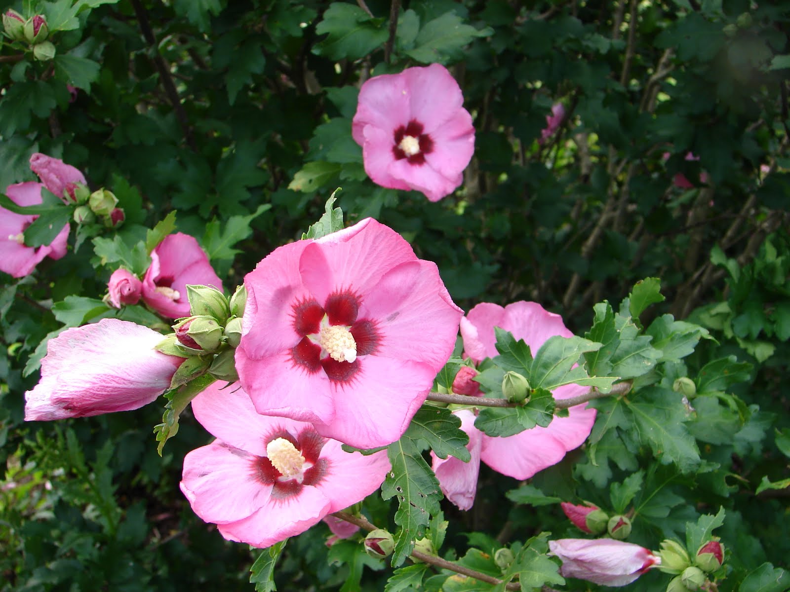 One Love Farm Rose of Sharon