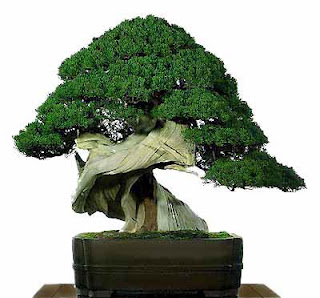 dunia hawa: Seputar Tentang Tanaman Bonsai