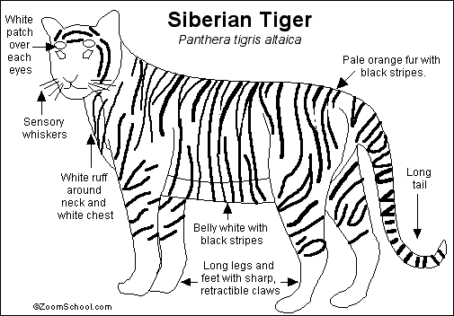 TIGER WALLPAPERS: Siberian Tigers tiger animal diagram 