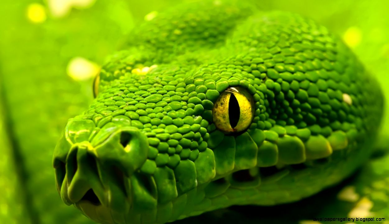 Green snake head 1360 x 768 Macro Photography Green snake head 1360 x 768 Macro Photography
