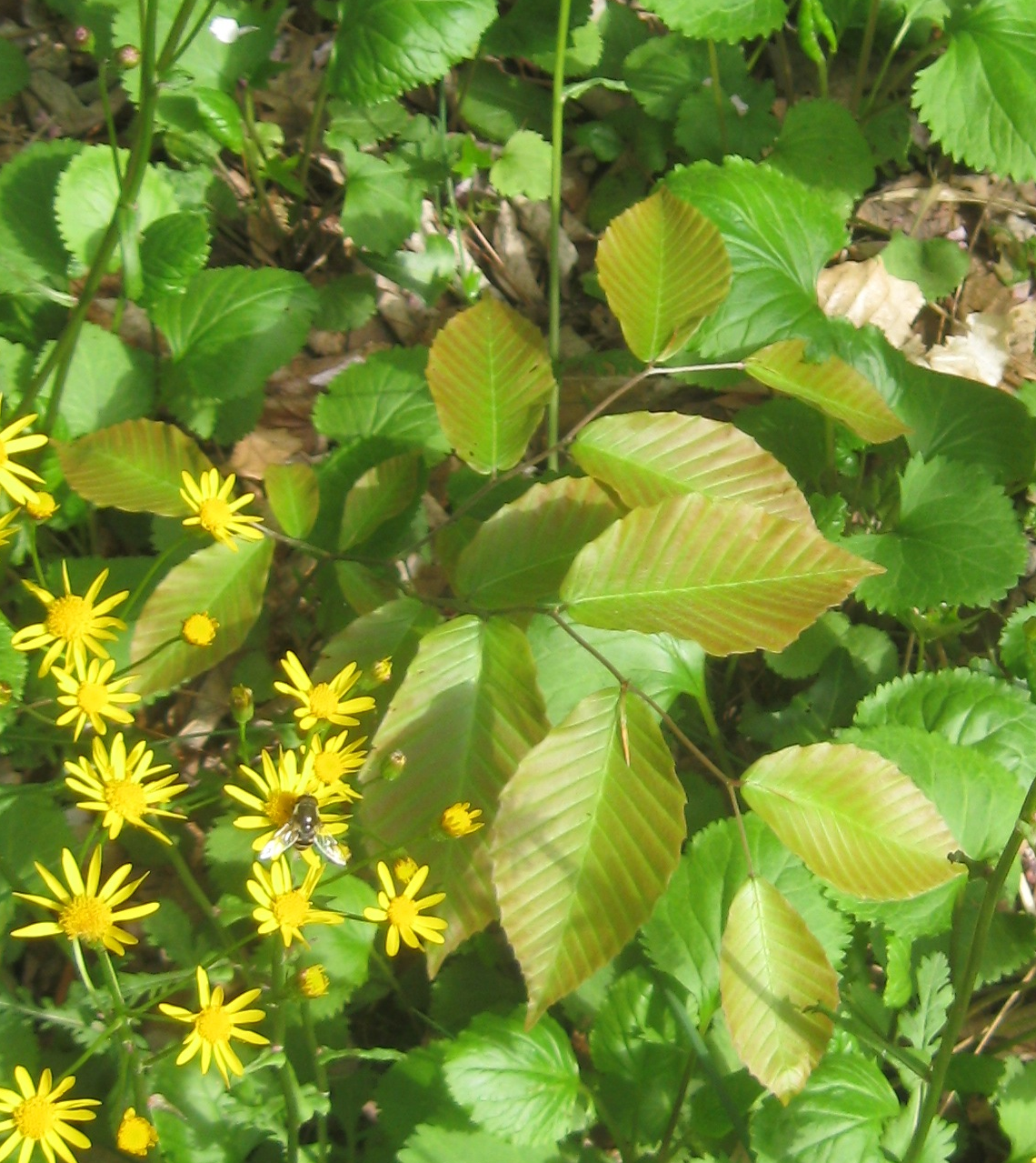 fagus single parents Beech regeneration research: from ecological to silvicultural aspects for fs based on the distribution of established fs seedlings from a single mother. fagus single parents Beech regeneration research: from ecological to silvicultural aspects for fs based on the distribution of established fs seedlings from a single mother.