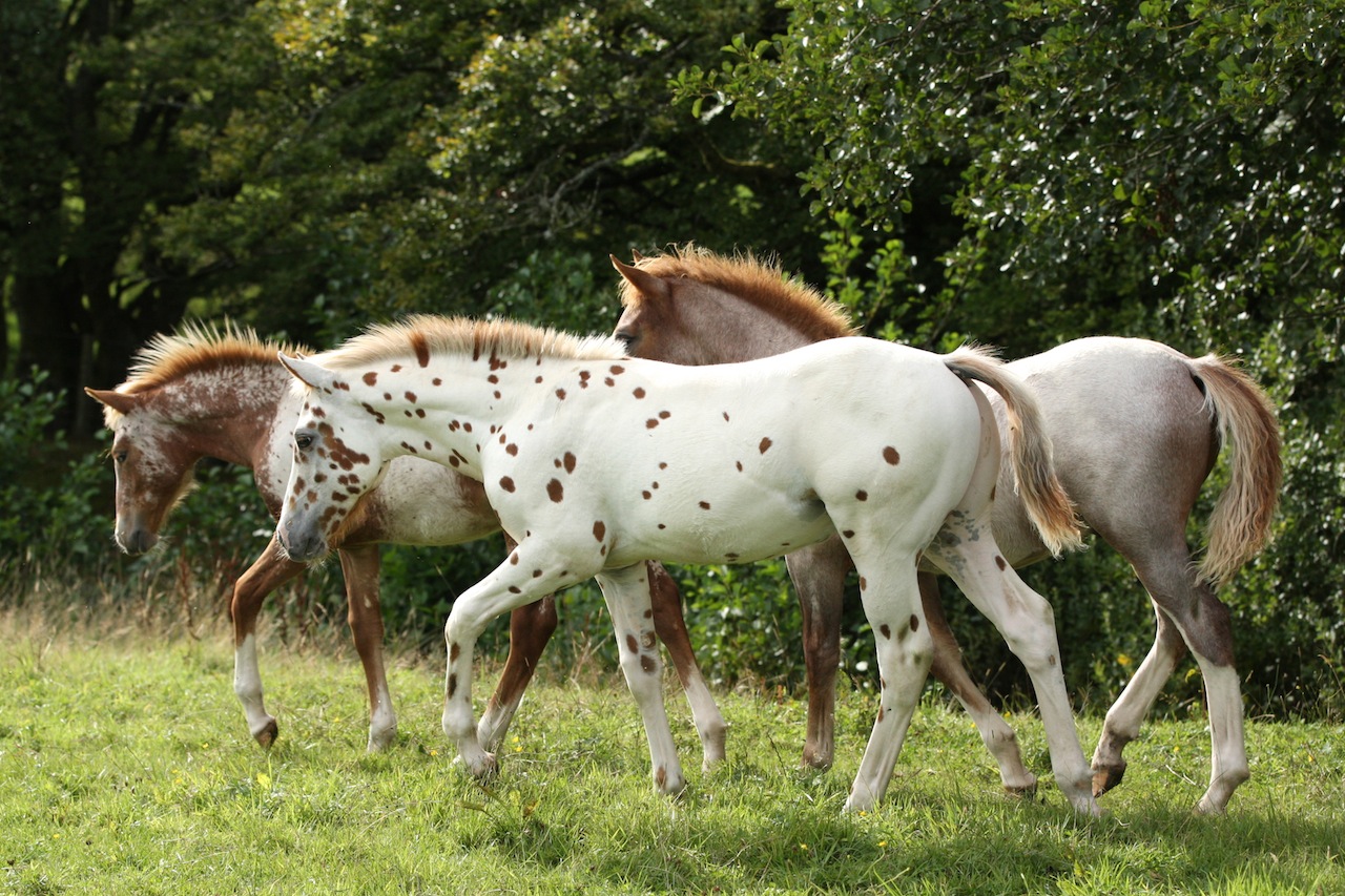 Chamfron Stud Buy British Polo Ponies?