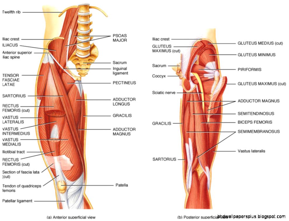 Anatomy review Hip and Knee Differential Diagnosis Course Anatomy review Hip and Knee Differential Diagnosis Course