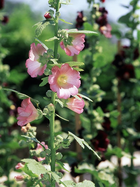 Estelle's: The Garden...Create What You Love