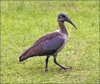 De dieren bestaan echt, ontdekte ik met behulp van Voëls van Suider-Afrika.