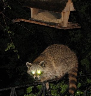 Racoon caught in the act.