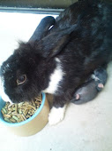 兔宝妈妈还有兔宝宝