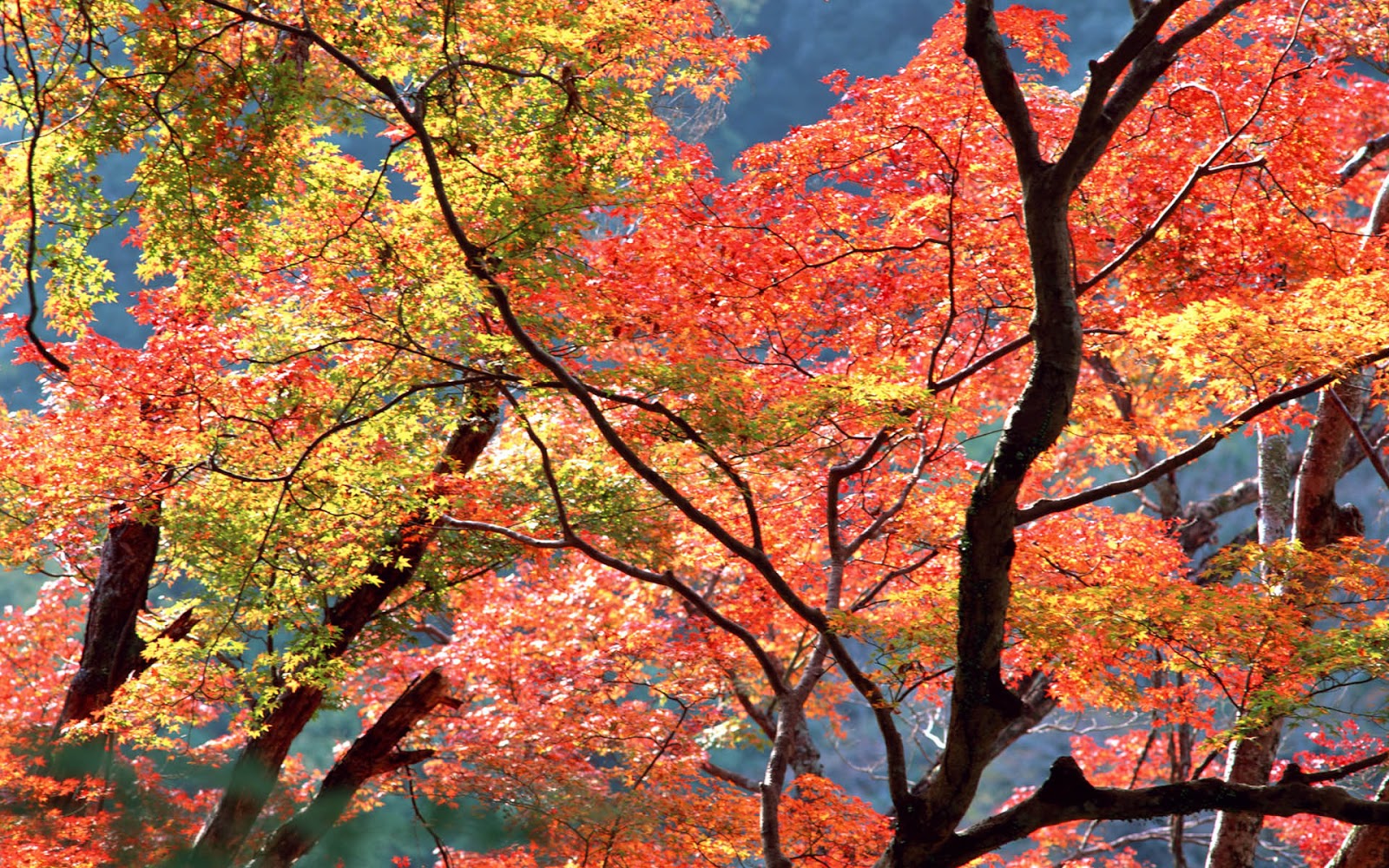 40 Autumn Trees Wallpapers Most beautiful places in the
